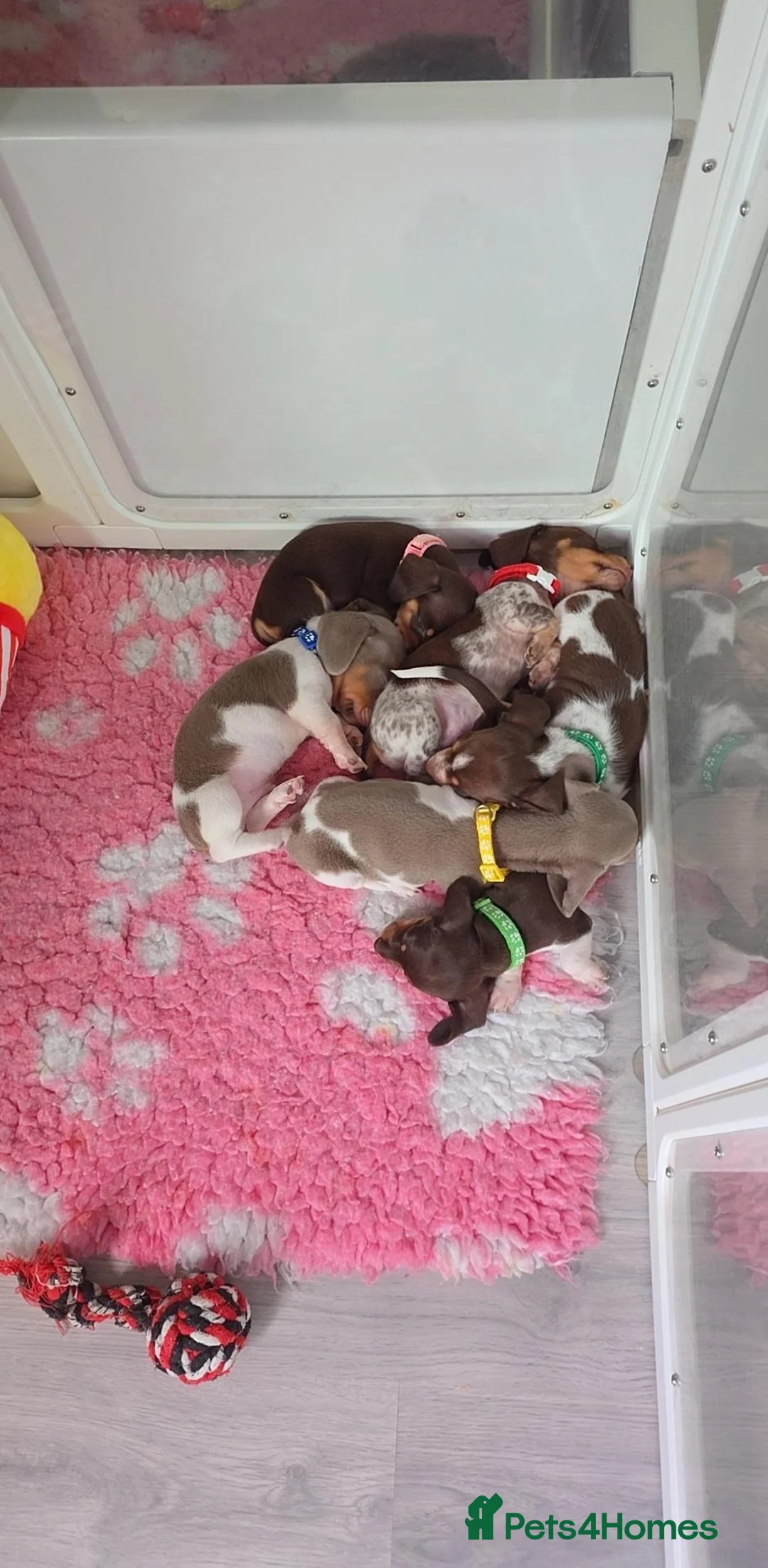 Miniature Dachshund dogs for sale: 🐶READY TODAY🐶5 boys left 🐶  - Advert 2