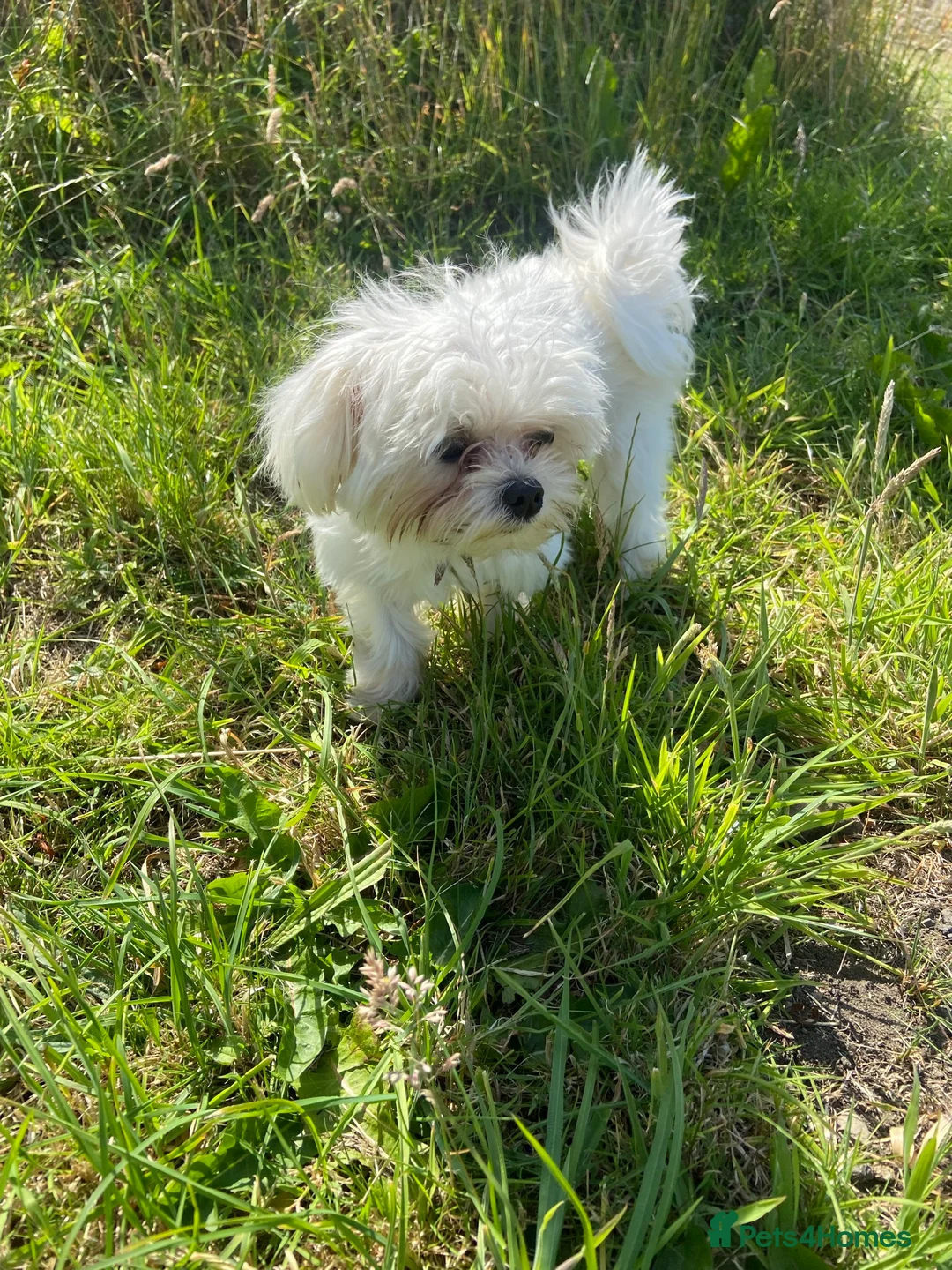 Maltese dogs for stud: Fabulous proven miniature Maltese for stud 🌟 in South Shields - Advert 12