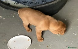 Labrador Retriever dogs for sale: Fox Red Labrador pup - Advert 5