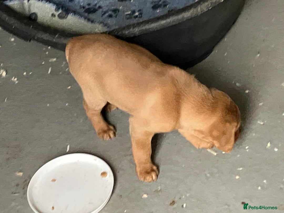 Labrador Retriever dogs for sale: Fox Red Labrador pup - Advert 5