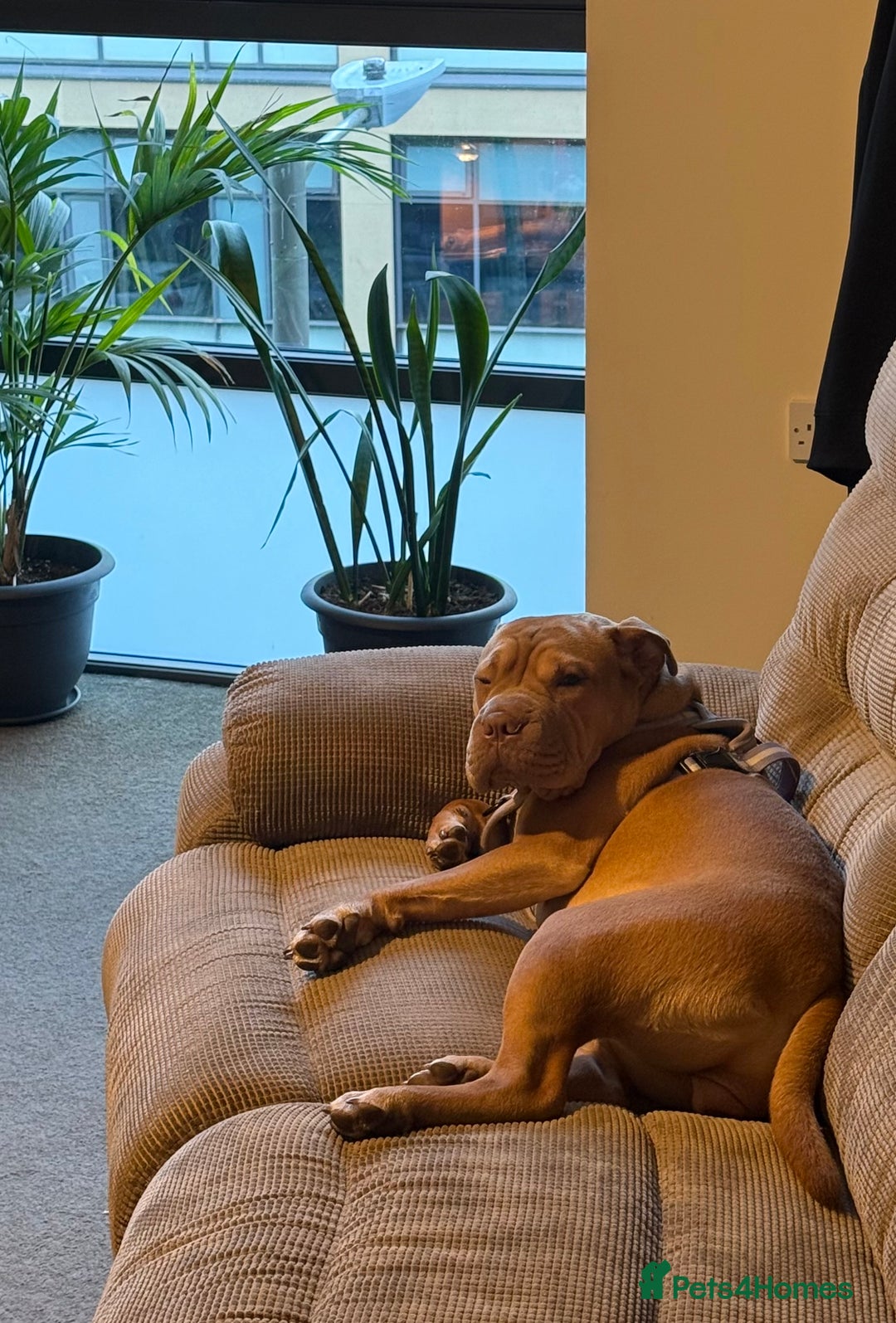 Mixed Breed dogs for sale: Daisy female  - Image 1