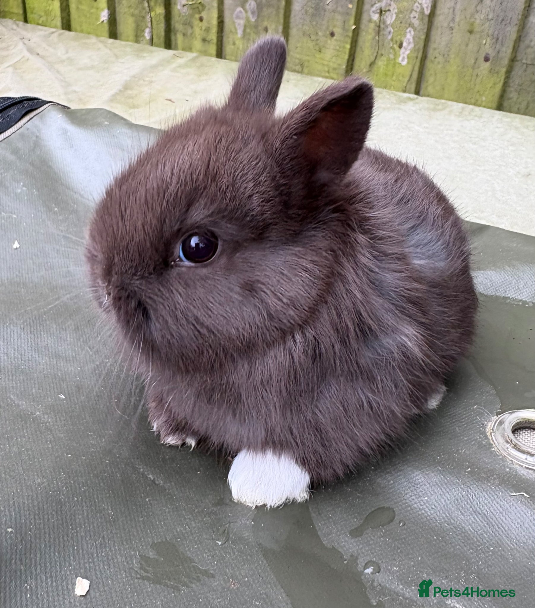 Netherland Dwarf rabbits Netherland dwarf babies Mixed colours  - Advert 14
