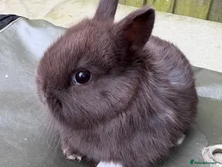 Netherland Dwarf rabbits Netherland dwarf babies Mixed colours - Advert 14