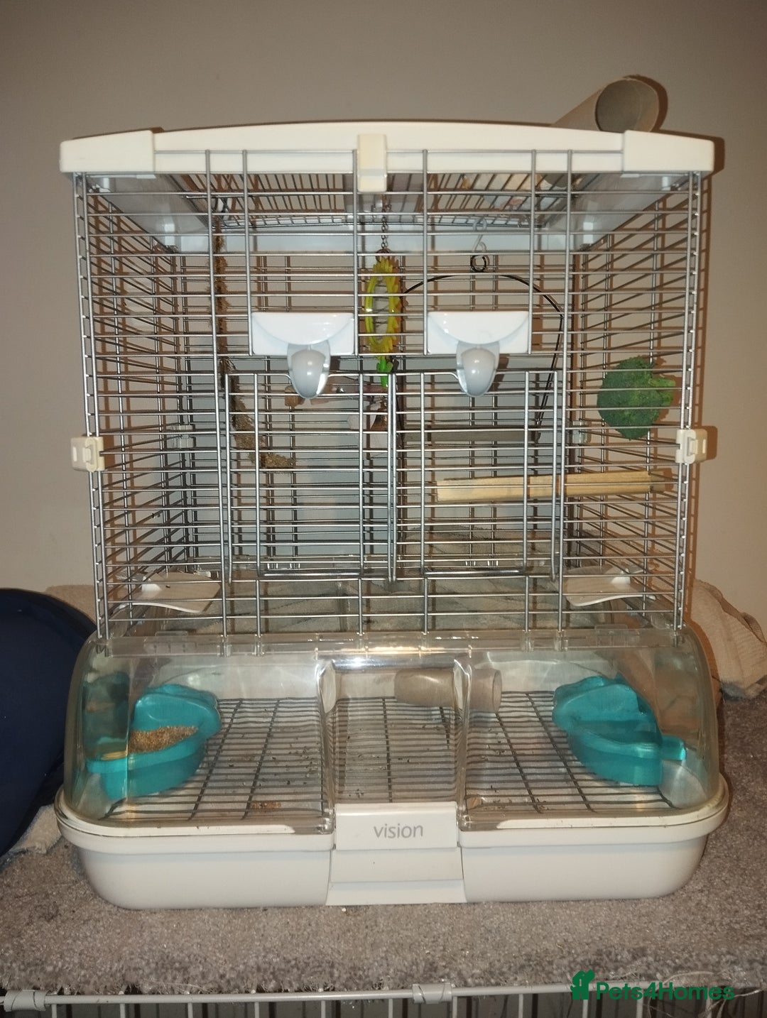 Budgerigars birds for sale: Budgie female for sale very tame Lutino  - Advert 3