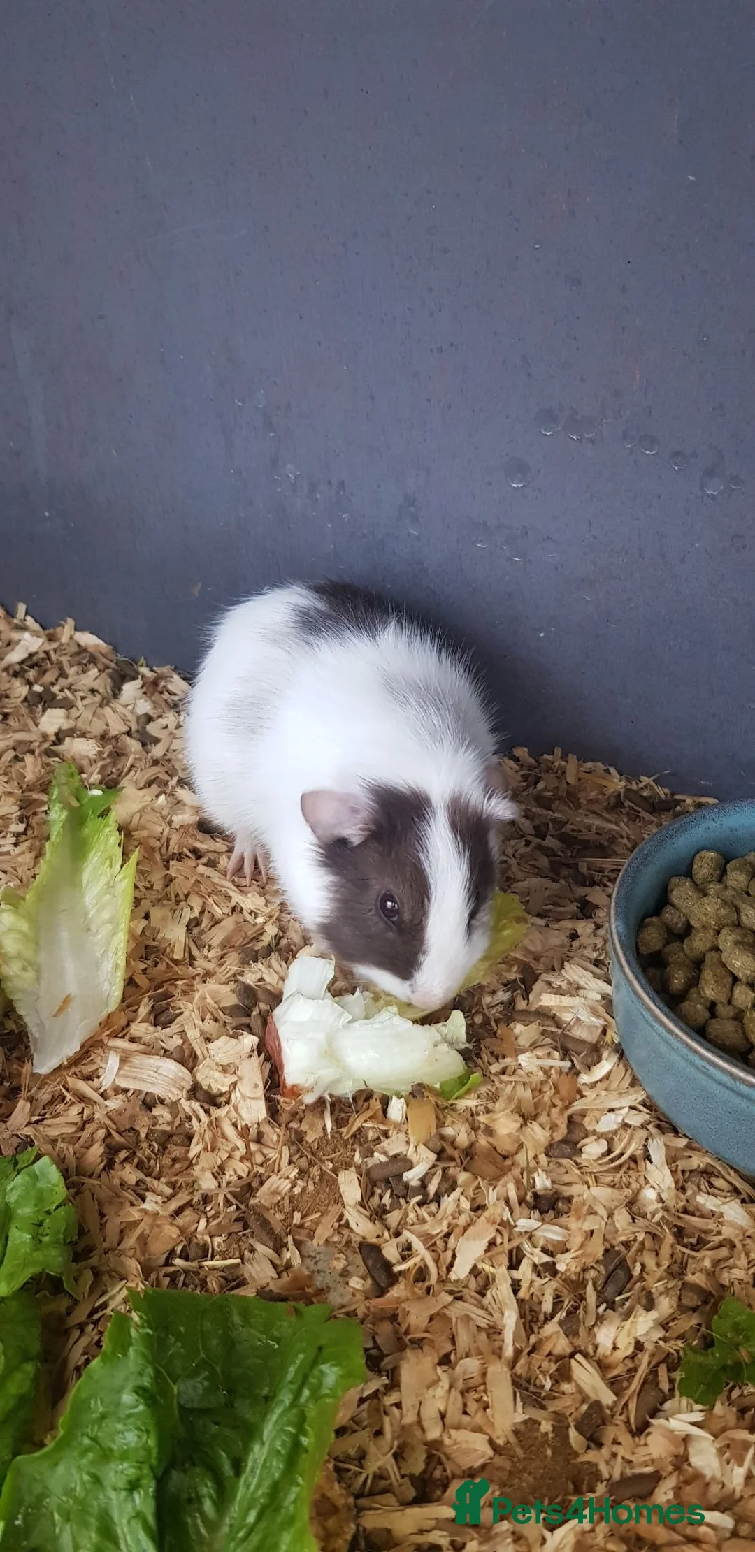 Guinea Pig rodents for sale: Male Guinea Pigs  - Advert 6