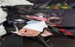 English Springer Spaniel dogs for adoption: DAISEY THE SPRINGER & WINNIE THE LABRADOR X PARSON - Image 2