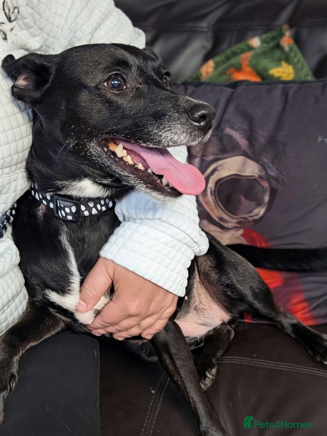 English Springer Spaniel dogs for adoption: DAISEY THE SPRINGER & WINNIE THE LABRADOR X PARSON - Image 2