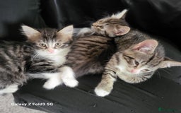 Mixed Breed cats for sale: 4 tabby kittens  - Advert 8