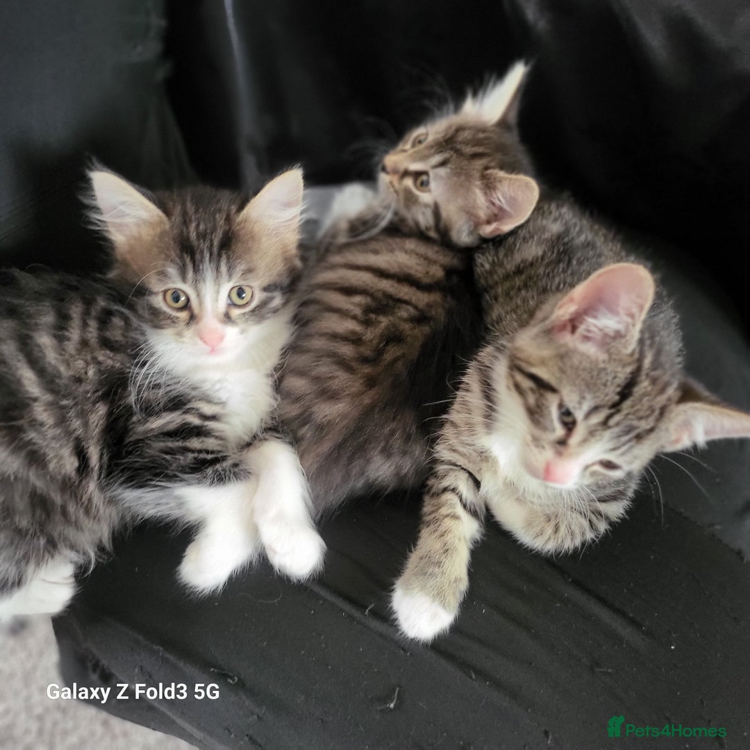 Mixed Breed cats for sale: 4 tabby kittens  - Advert 8