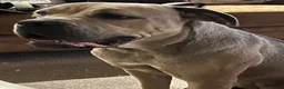 Cane Corso dogs for sale: Nylar in Skipton - Advert 3