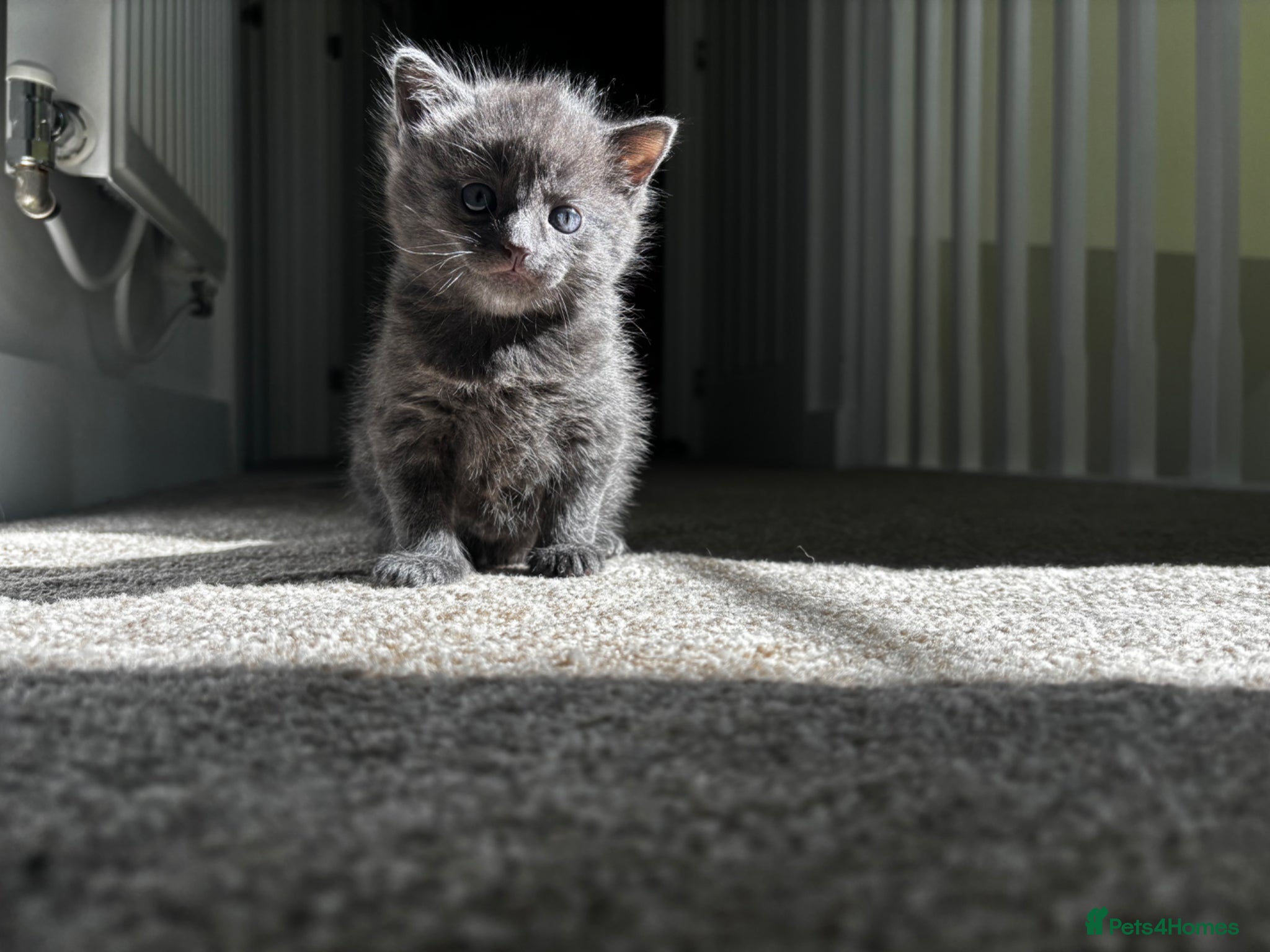 Mixed Breed cats Blue ragdoll cross kitten boy  - Advert 7