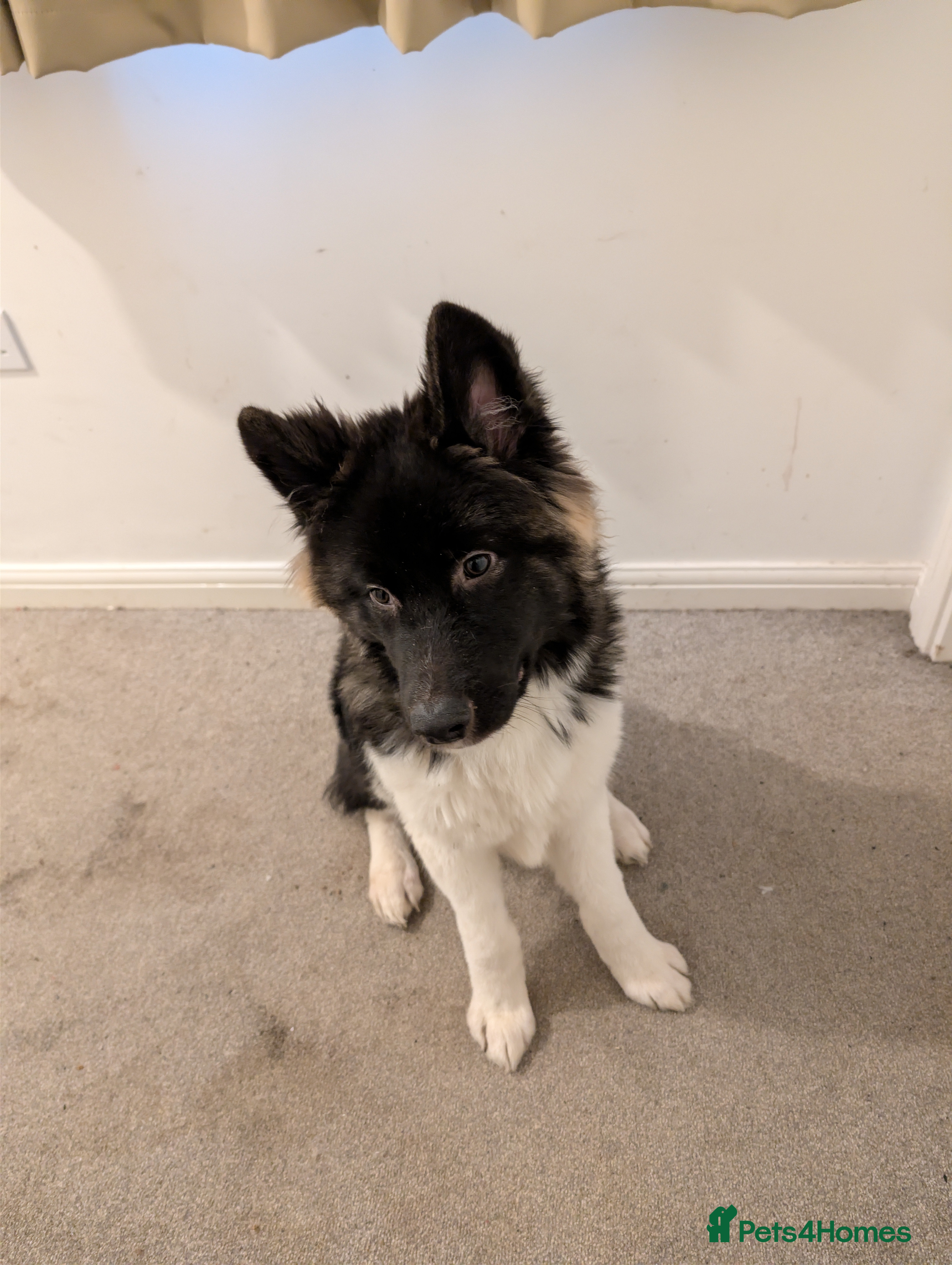 Akita dogs Full Japanese Akita - 7 months old in Telford - Advert 4