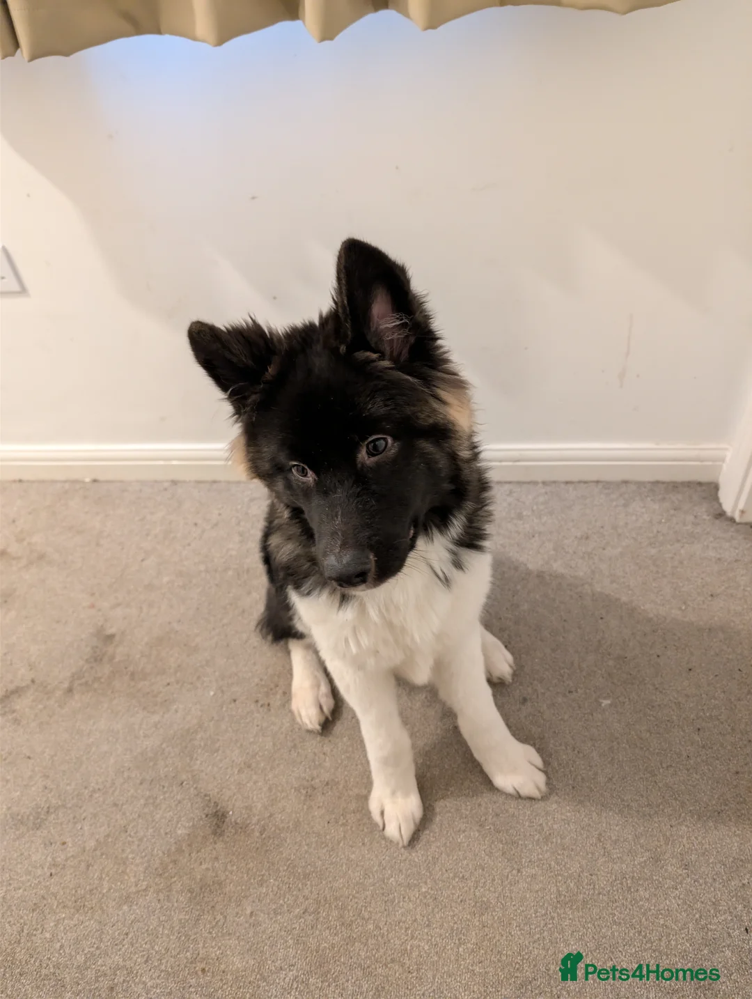 Akita dogs for sale: Full Japanese Akita - 7 months old in Telford - Advert 1