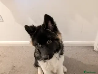 Akita dogs Full Japanese Akita - 7 months old in Telford - Advert 2