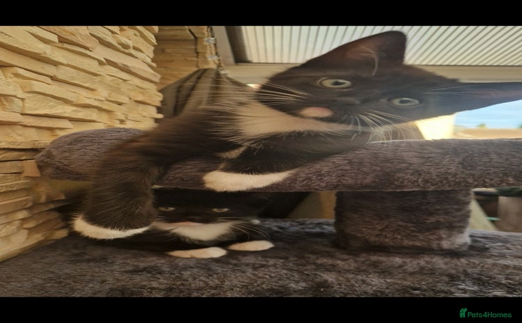 Mixed Breed cats - Advert 1