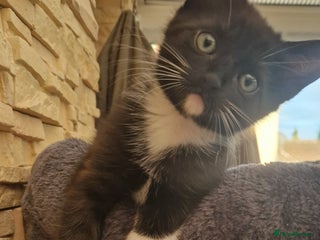 Mixed Breed cats - Advert 21