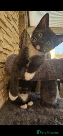 Mixed Breed cats Kittens 🐈⬛ - Advert 15