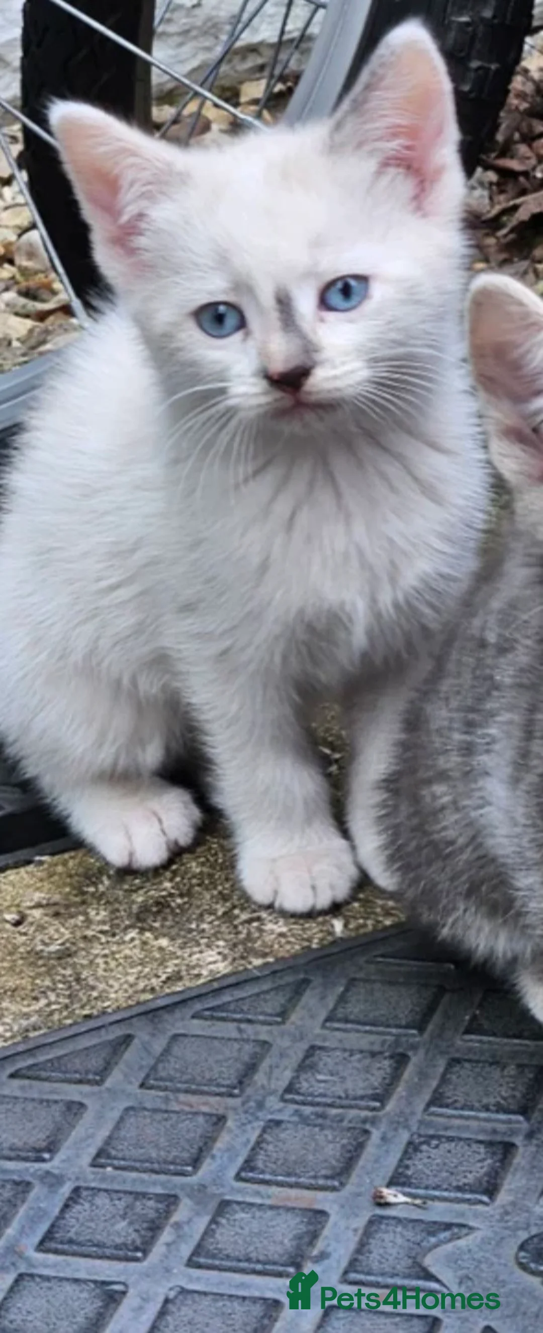 Mixed Breed cats for sale: Stunning white female kitten - Advert 2