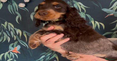 Cocker Spaniel dogs - Advert 6