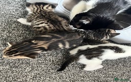 Mixed Breed cats for sale: Kittens - Image 6