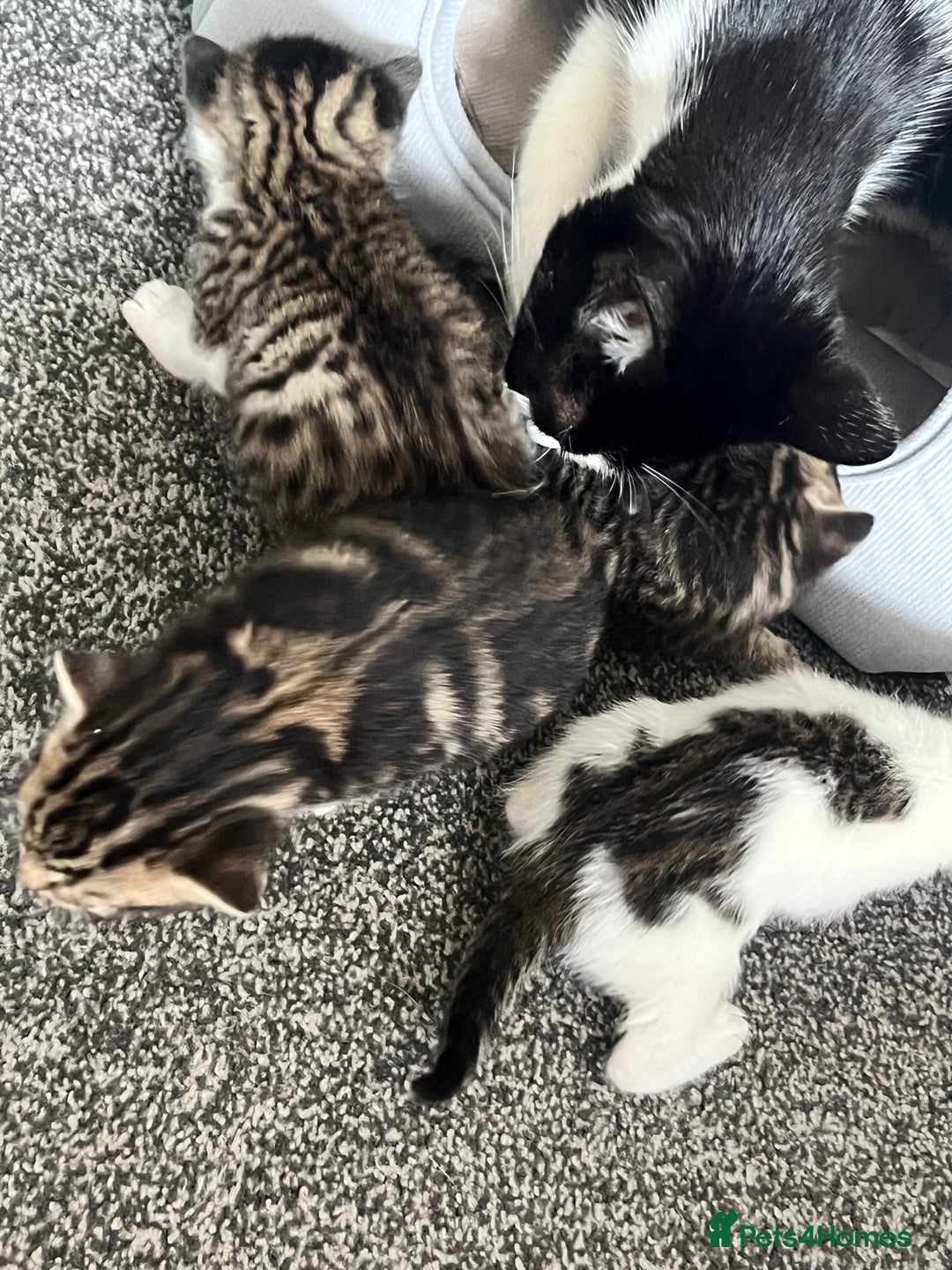 Mixed Breed cats for sale: Kittens - Image 6