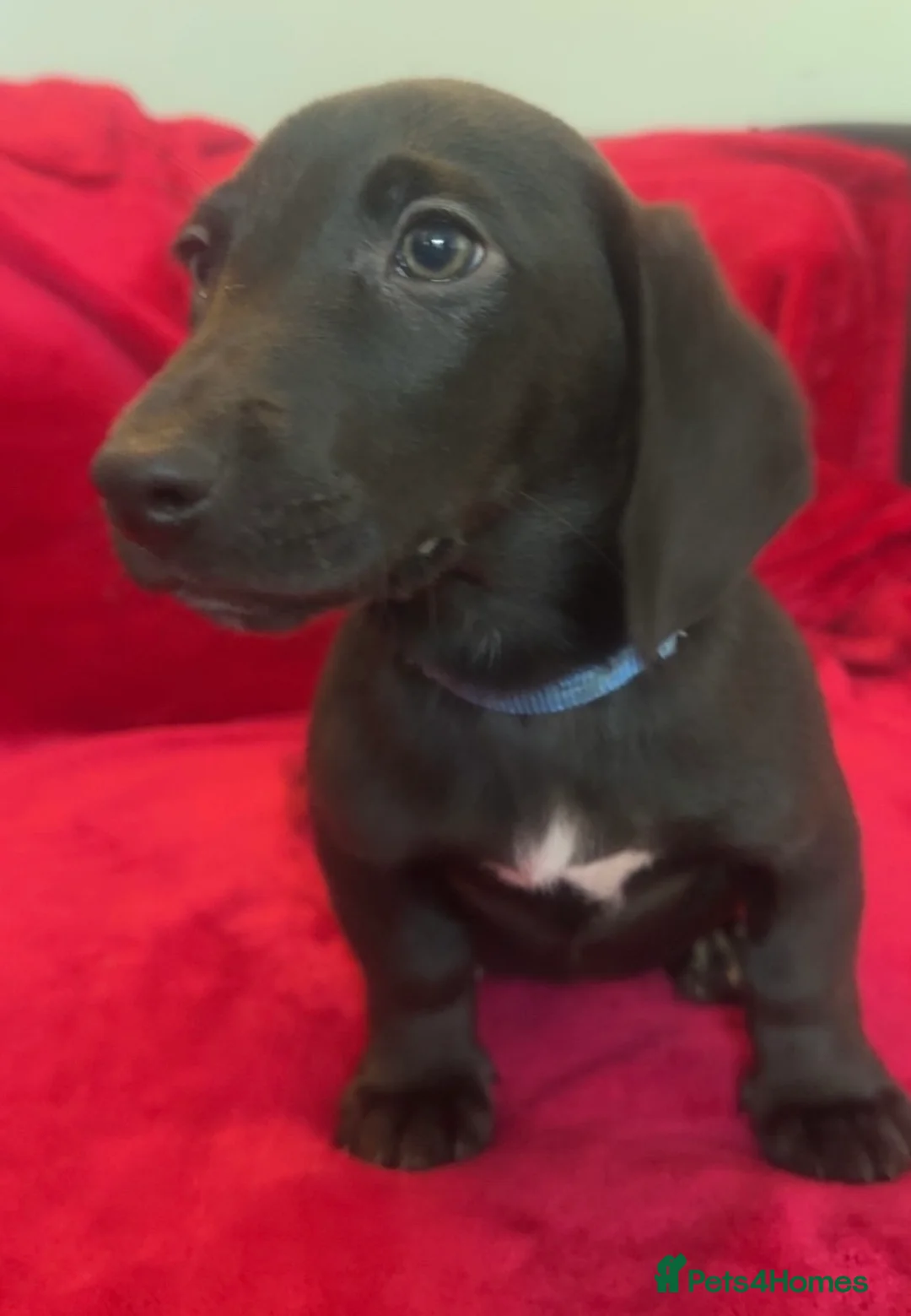 Dachshund dogs for sale: Two dachshund cross boys  - Advert 16