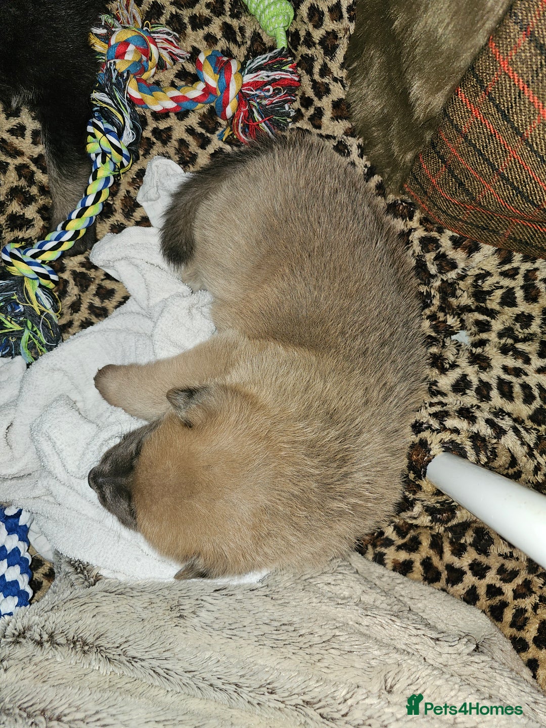 German Shepherd dogs for sale: 9 beautiful pure bred German Shepherd puppies - Advert 19