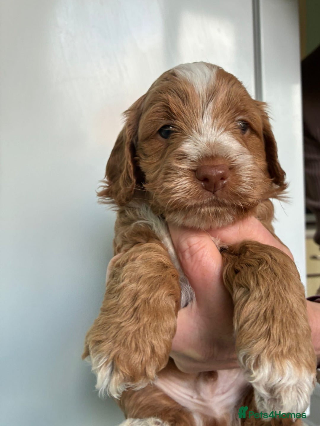 Cockapoo dogs for sale: Adorable F1 cockapoos for sale  - Image 5