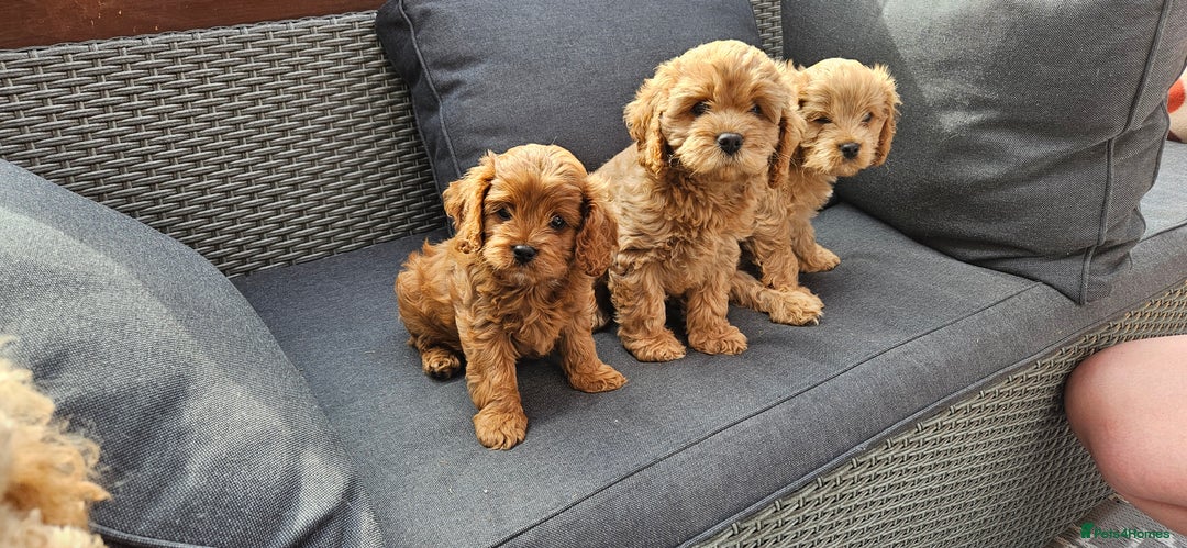 Cavapoo dogs for sale: Beautiful Cavapoo F1b for sale - Image 1