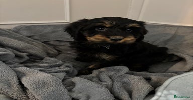 Cockapoo dogs F1 cockerpoo puppies  - Advert 9