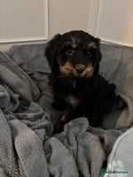 Cockapoo dogs F1 cockerpoo puppies - Advert 9