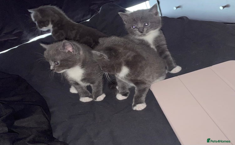 Mixed Breed cats - Advert 2