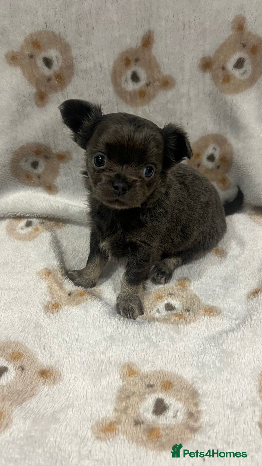 Chihuahua dogs for sale: Stunning Chihuahua Puppies ⭐️ - Advert 17