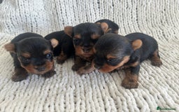 Yorkshire Terrier dogs for sale: 1 BOY KCRegistered tiny Yorkshire Terrier puppies in Melton Mowbray - Image 6