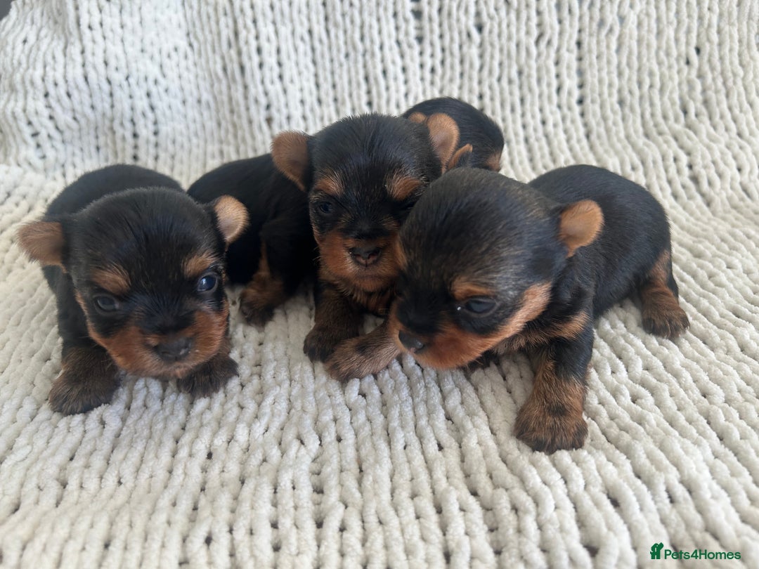Yorkshire Terrier dogs for sale: 1 BOY KCRegistered tiny Yorkshire Terrier puppies in Melton Mowbray - Image 6
