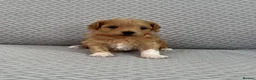 Maltipoo dogs for sale: Beautiful Maltipoochon puppies  - Advert 13