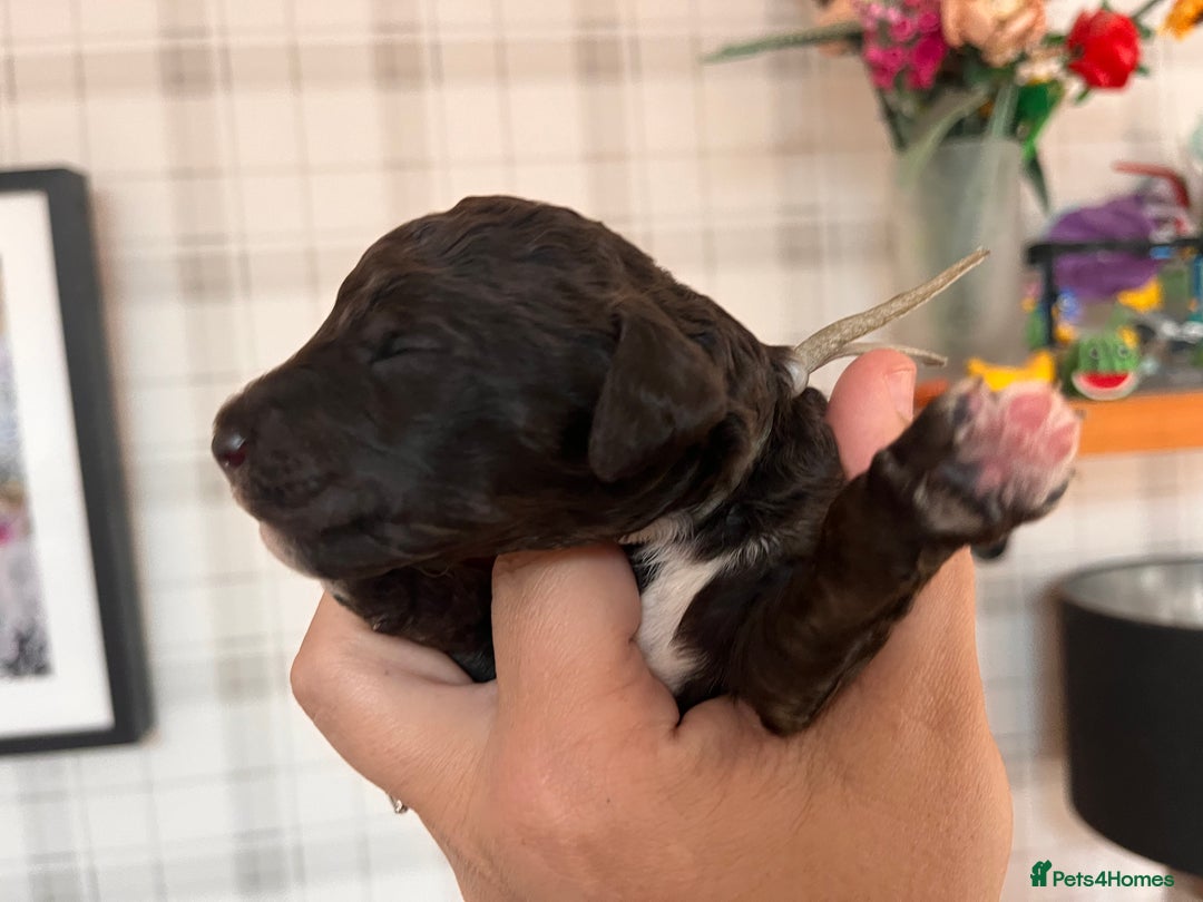 Australian Labradoodle dogs for sale: Home raised, DNA tested, Australian Labradoodles - Image 18