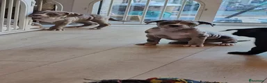 Mixed Breed Puppy 2