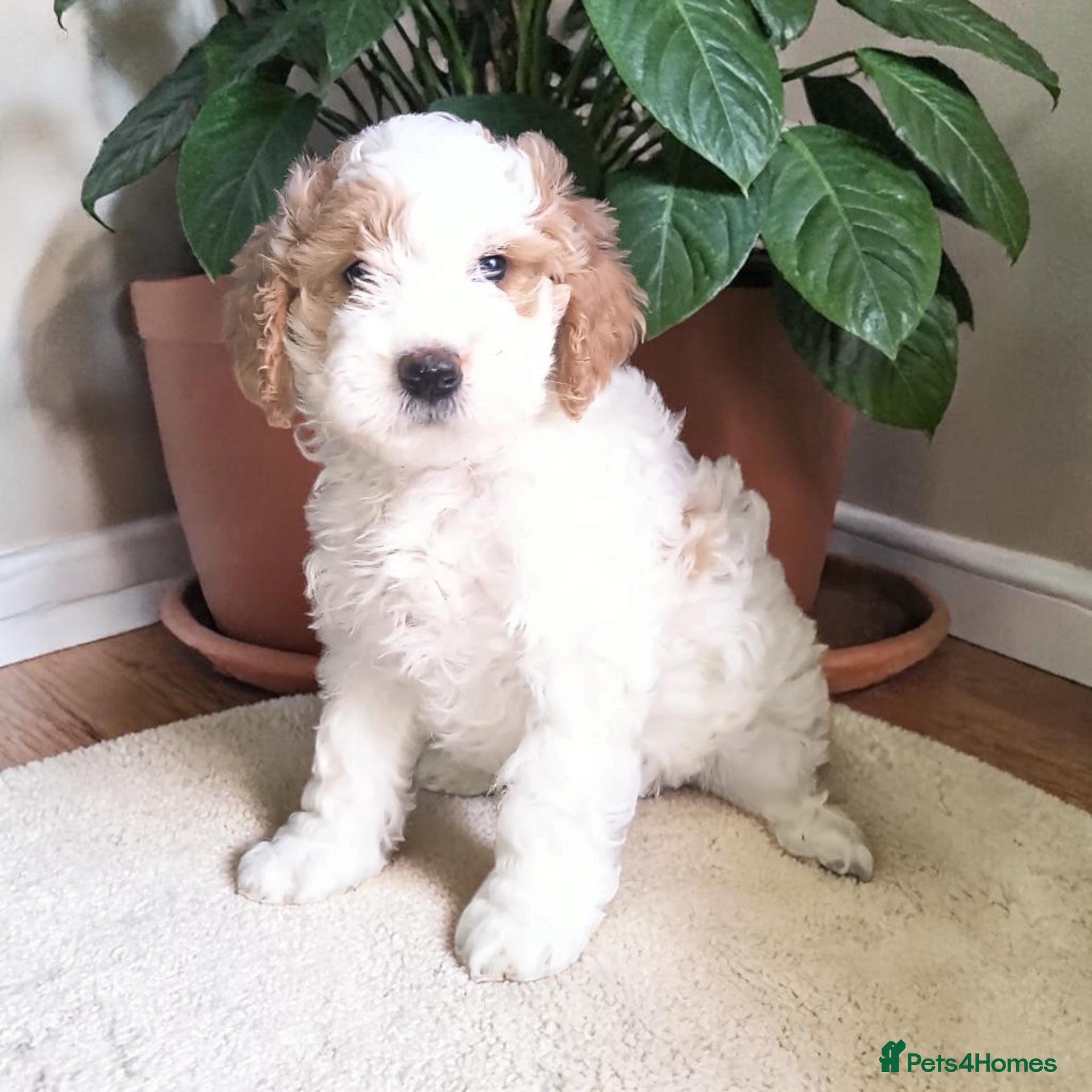 Australian Labradoodle dogs Health tested Ready to go next weekend  - Advert 2