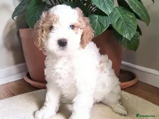 Australian Labradoodle dogs Health tested Ready to go next weekend - Advert 2