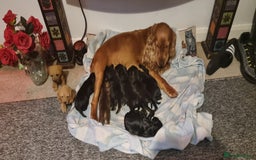 Cocker Spaniel dogs for sale: Cocker spaniel pups - Image 1