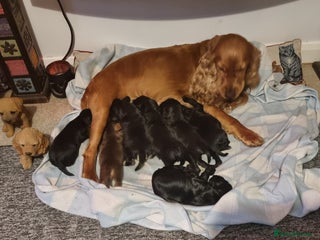 Cocker Spaniel dogs - Advert 11