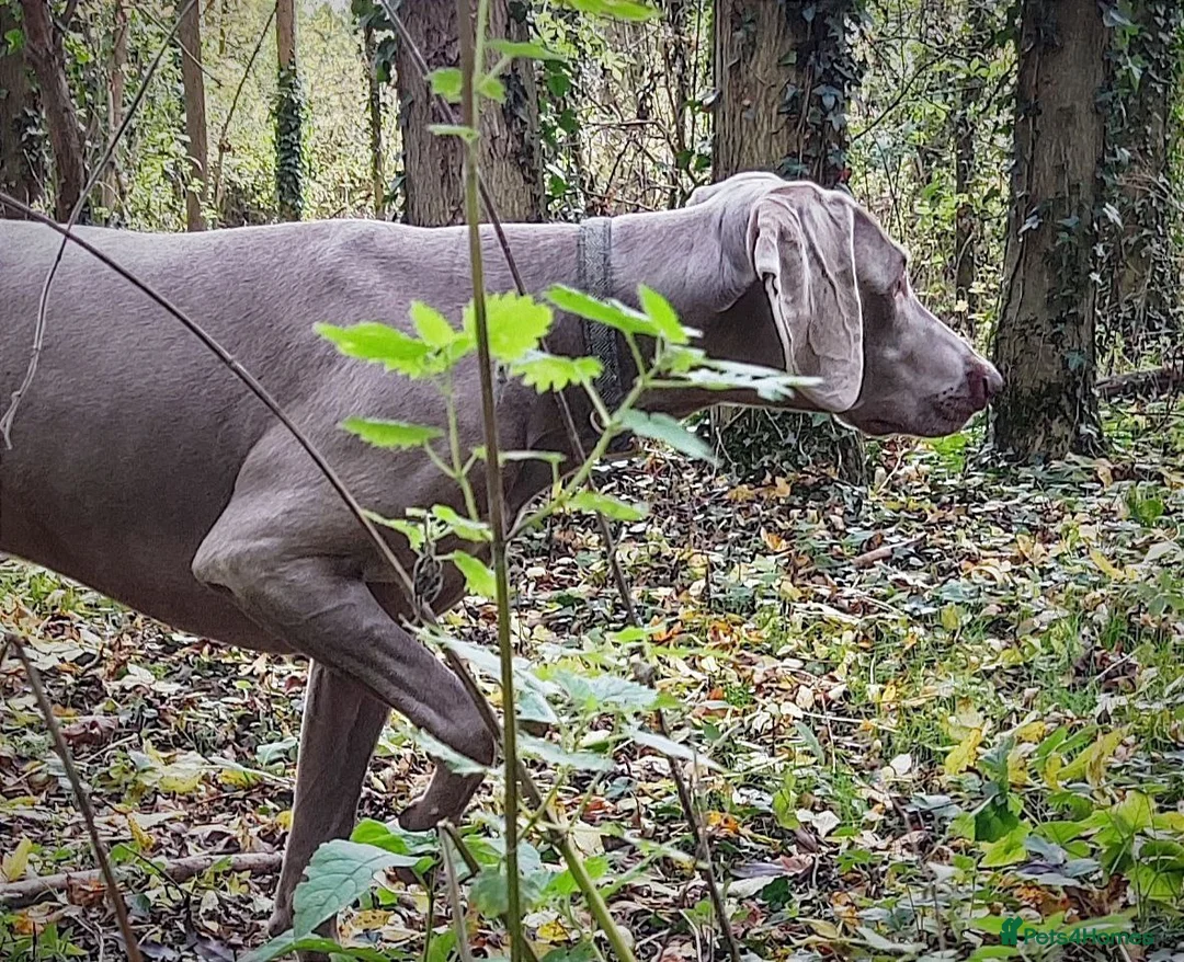Weimaraner dogs for stud: 🔥super stud🔥Hipscored🔥KC reg in Woodbridge - Advert 24