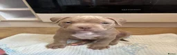 American Bully dogs for sale: American bully puppies  - Advert 26