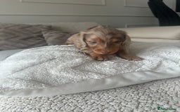Miniature Dachshund dogs for sale: Exceptional quality long haired mini dachshunds - Image 8