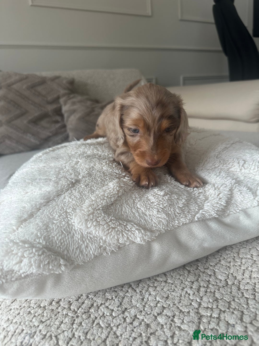 Miniature Dachshund dogs for sale: Exceptional quality long haired mini dachshunds - Image 8