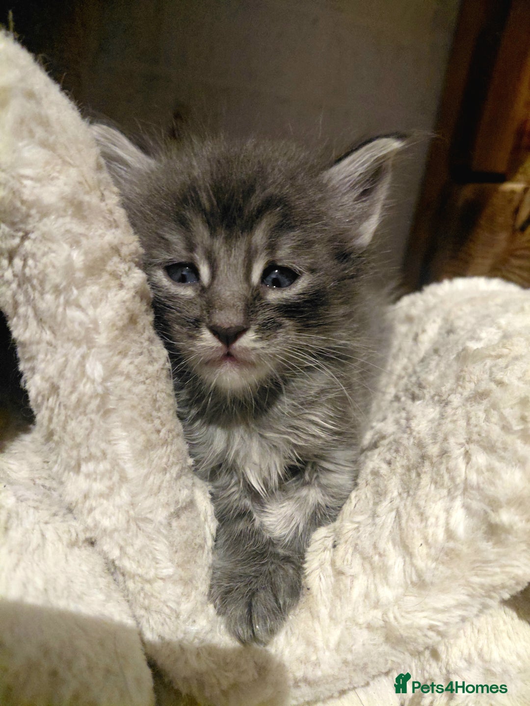 Maine Coon cats for sale: Maine Coon kittens  - Advert 18