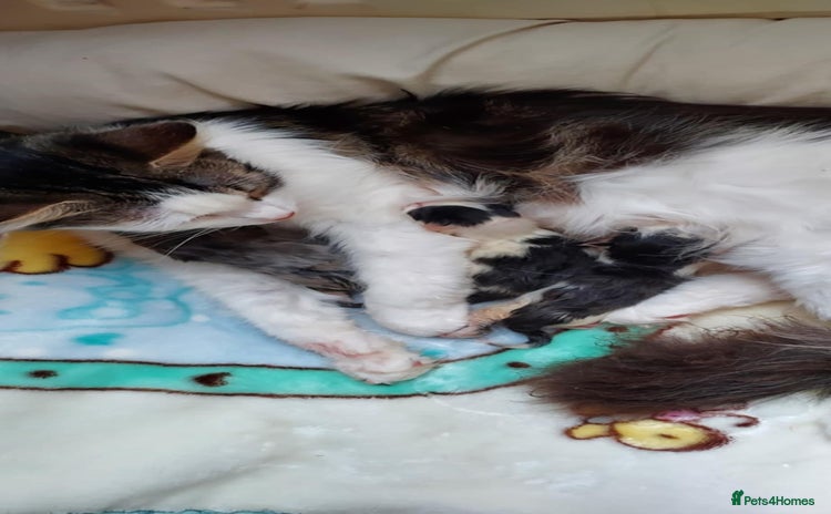 Mixed Breed cats - Advert 8