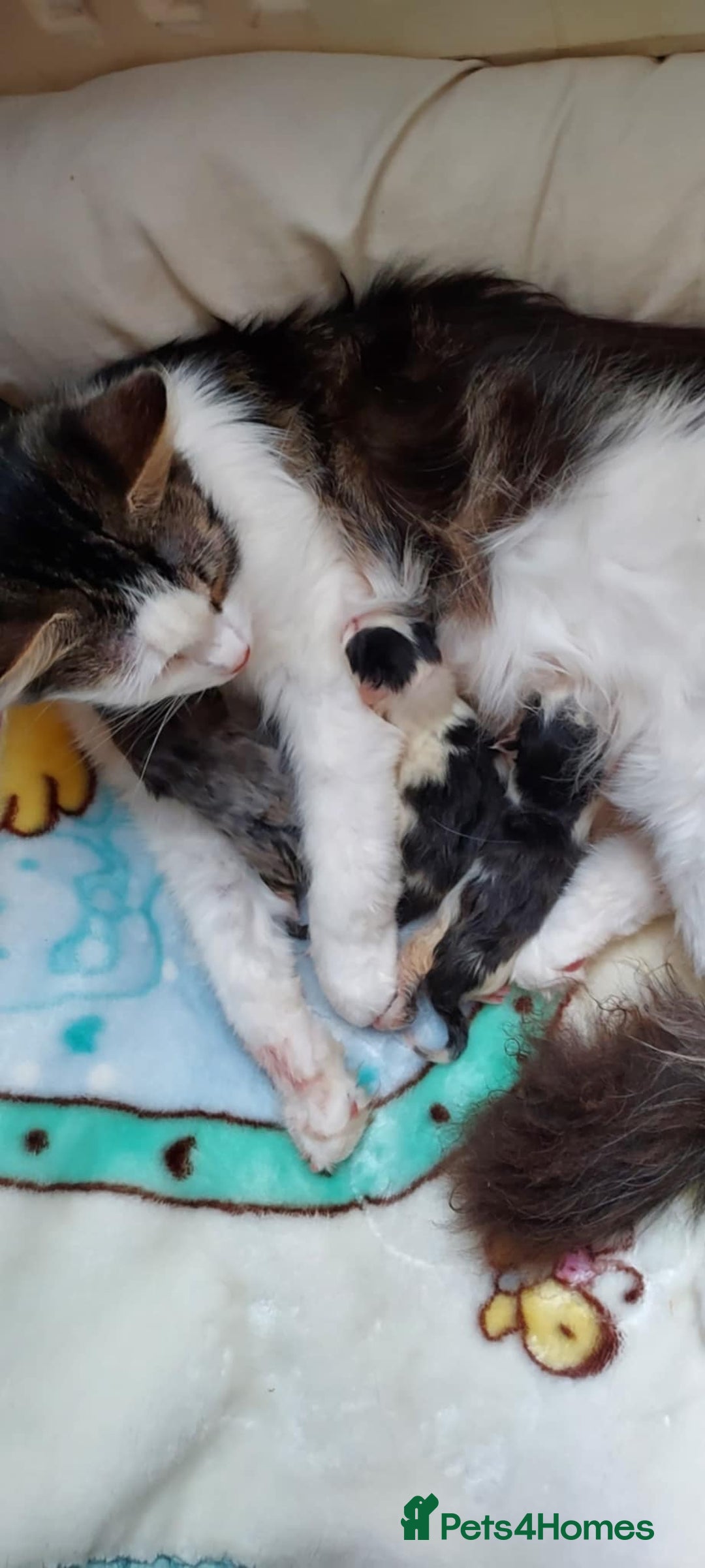 Mixed Breed cats for sale: Beautiful mixed breed  - Image 1