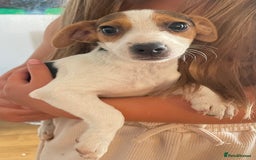 Jack Russell dogs for sale: Female jack russell - Image 2